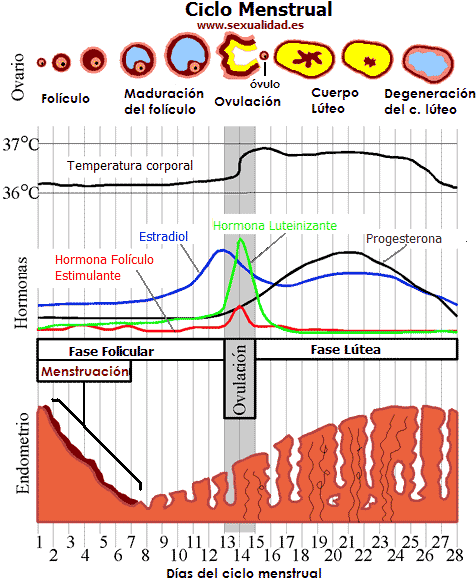 Ciclo menstrual y Menstruacion by MonicaFeliz Ciclo menstrual y Menstruacion by MonicaFeliz