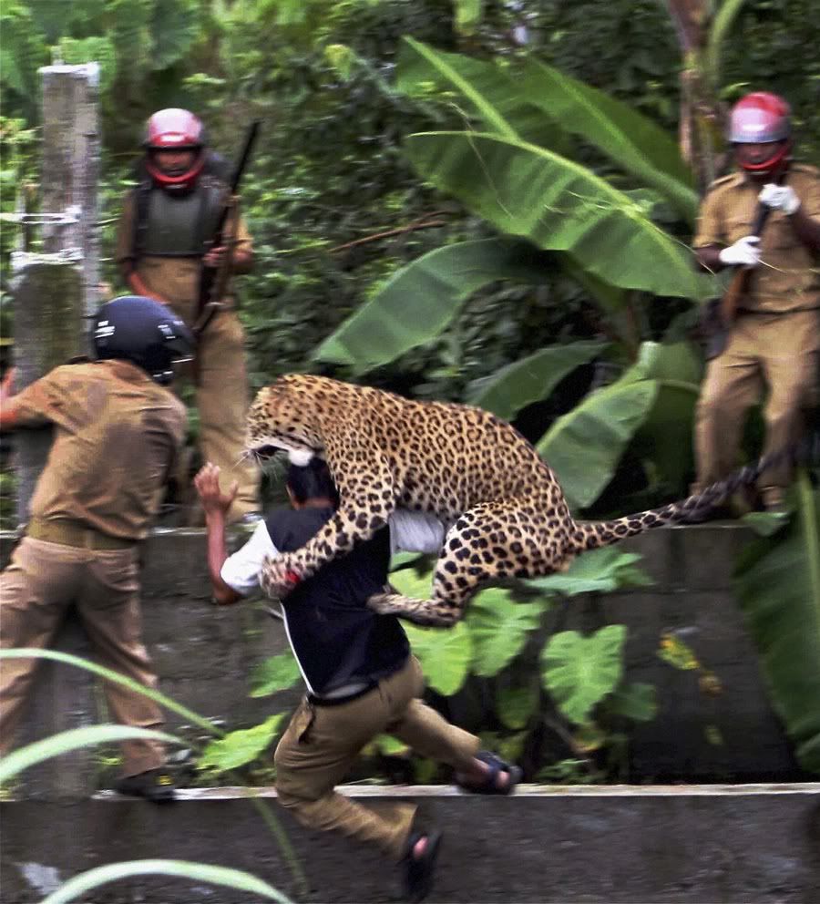 leopard 2 Gambar Epik: Harimau Bintang Masuk Kampung & Mengamuk Di India