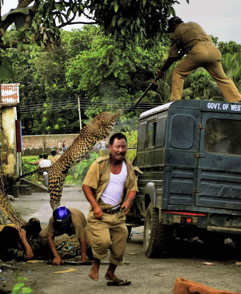 leopard Gambar Epik: Harimau Bintang Masuk Kampung & Mengamuk Di India