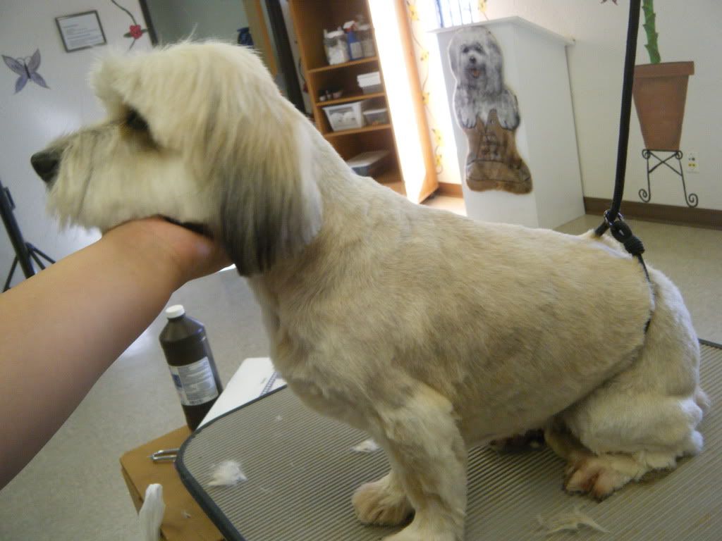 Lhasa Apso Mix Graphics Code Comments Pictures Lhasa Apso Mix Graphics Code Comments Pictures