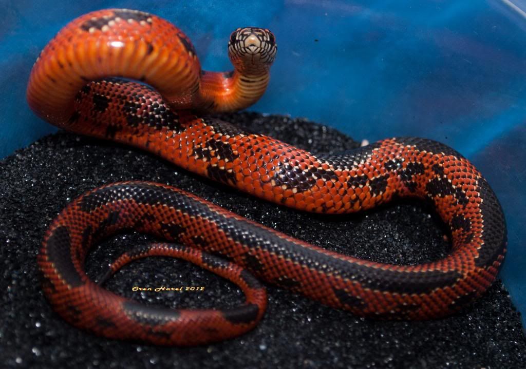 femalegoini31of1_zps2e044917.jpg