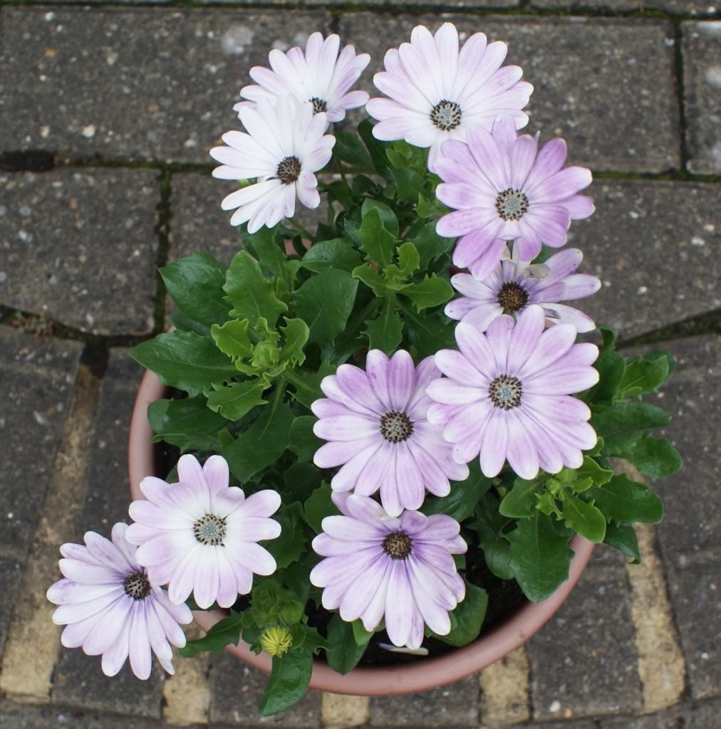 osteospermum in bloom