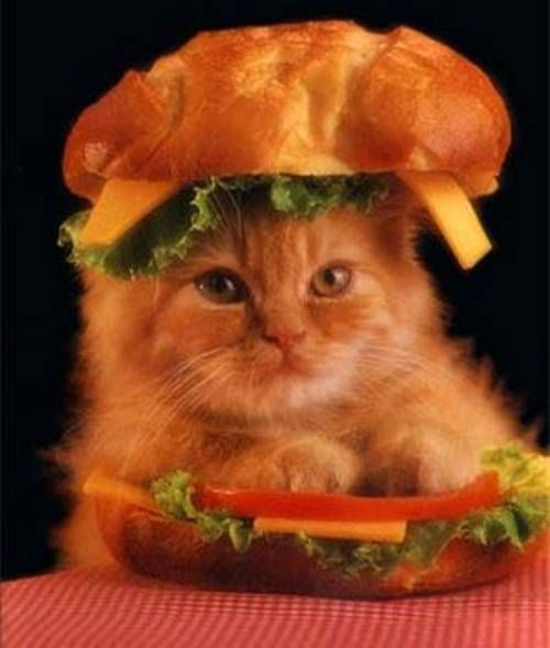 kitten hamburger
