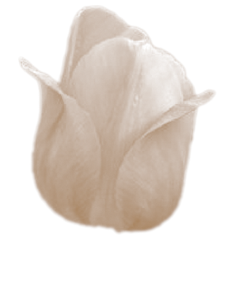 brown monotone tulip