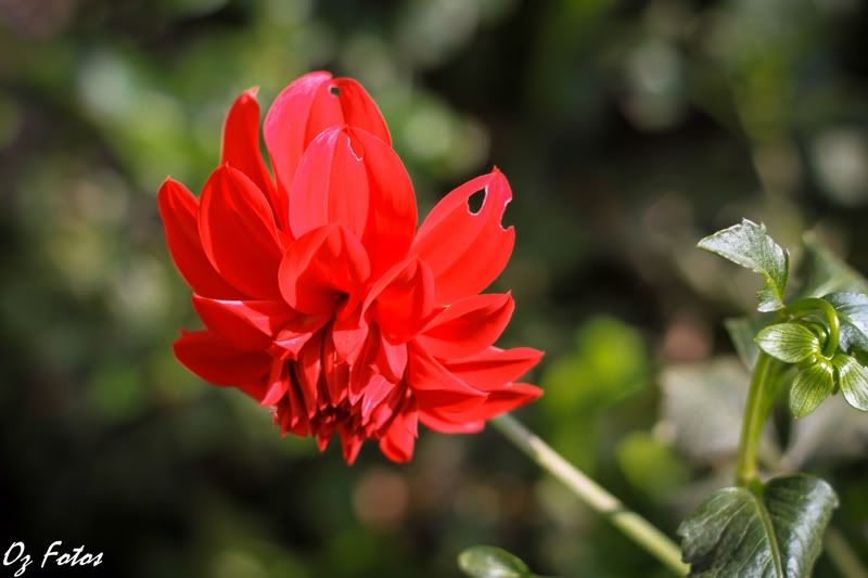 IMAGE: http://i965.photobucket.com/albums/ae138/OZS2KCA/5B99AF28-C71C-466B-A357-0EB431463FC9-2984-0000016347542DC7.jpg