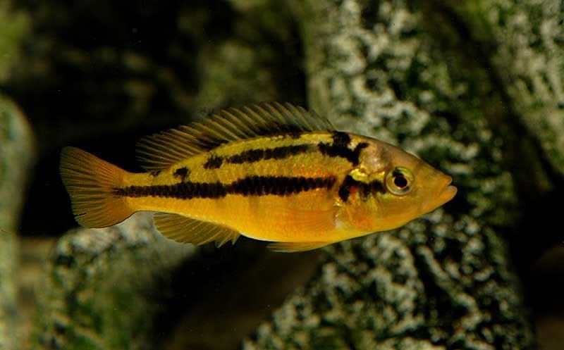 kribensis cichlid