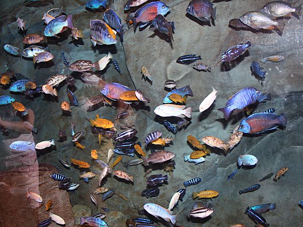 Lake+tanganyika+cichlids+for+sale